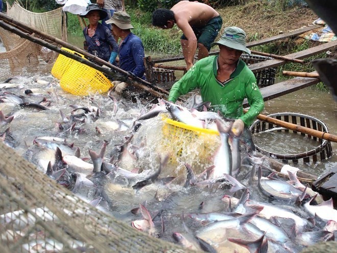 Vietnam to earn 1.6 billion USD from tra fish exports - ảnh 1